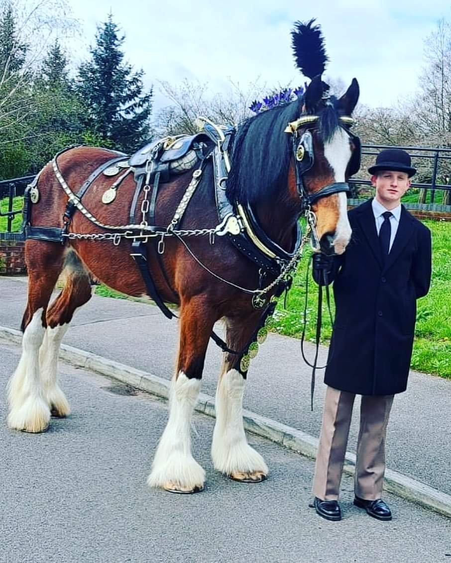 Funeral service with Shire horses